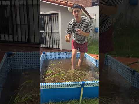 ¡Le remodele la casa a un Lagarto! 🐊