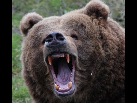 Michio Hoshino Was Pulled From His Tent And Eaten