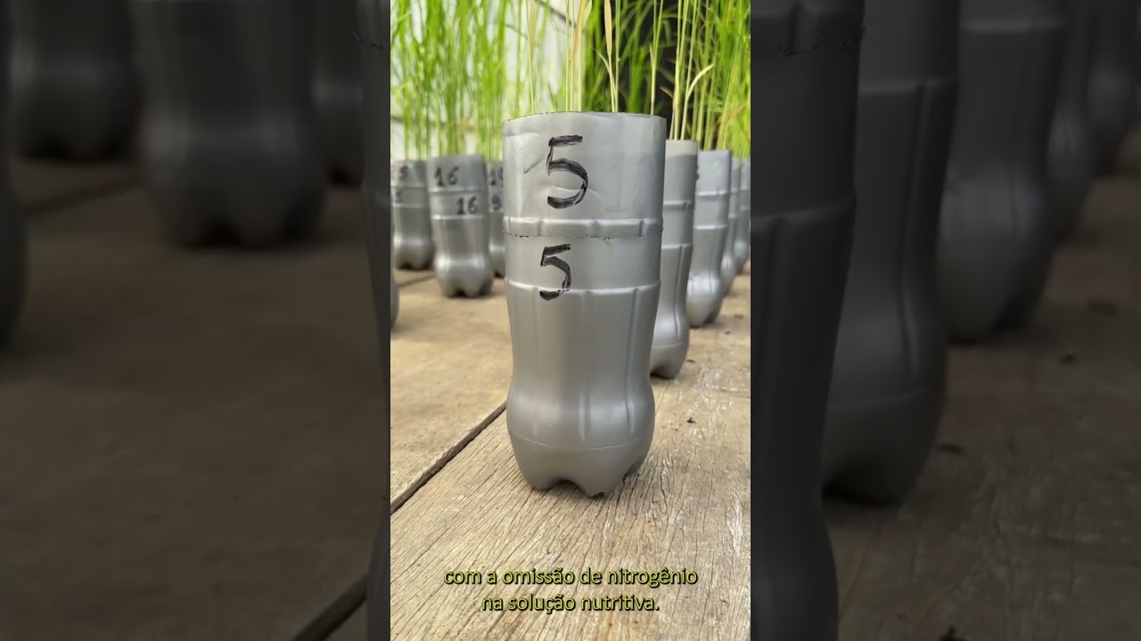 Arroz Não Cresce Sem Nitrogênio