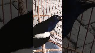 Download lagu kacer mental baja #kacer #kicaumania #birdshort #birds mp3 Download lagu kacer mental baja #kacer #kicaumania #birdshort #birds mp3