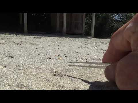 メスのアンドレナ sp. (アンドレニ科)