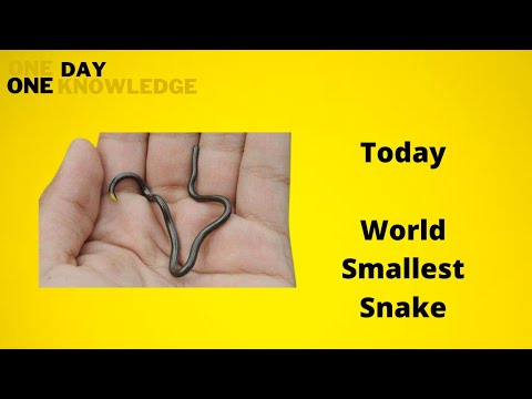 ODOK| World Smallest Snake