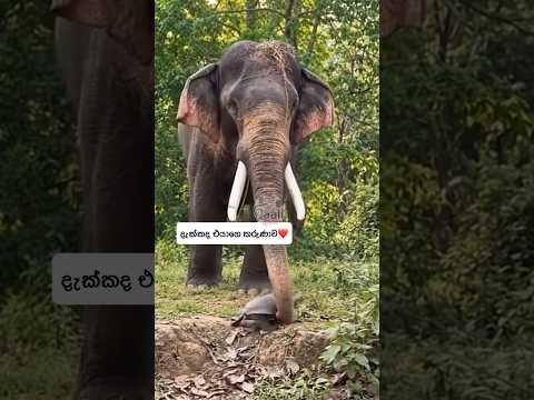 කරුණාවන්ත කම❤️#elephsnntslove #ytshorts #ytshortsindia #love