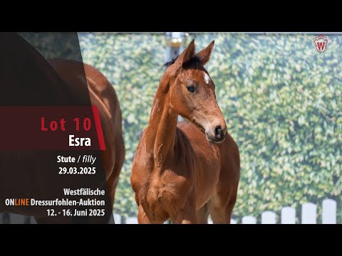 ONLINE Dressurfohlen-Auktion Lot 10 Esra Stute v. Escaneno - Rock Forever I