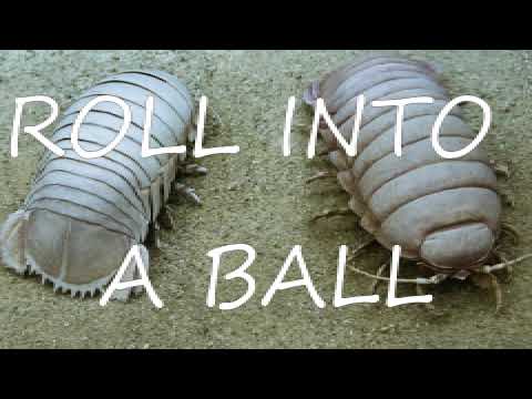 GIANT ISOPOD GRINDSET