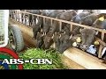 Salamat Dok: Carabao Farm sa Nueva Ecija | Pasyal with Bryan Termulo