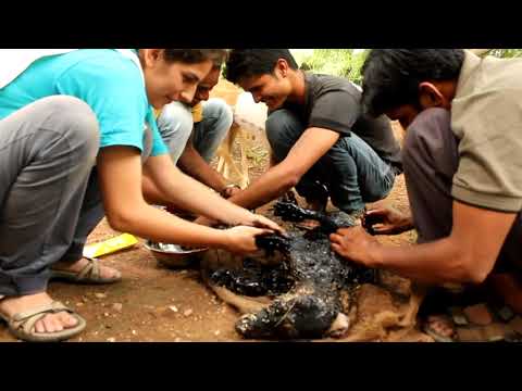 Covered in tar & unable to move, this amazing rescue saved this dog’s life!