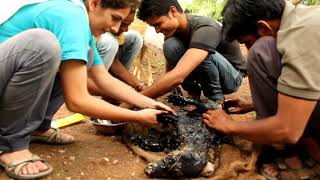 Covered in tar & unable to move, this amazing rescue saved this dog's life!