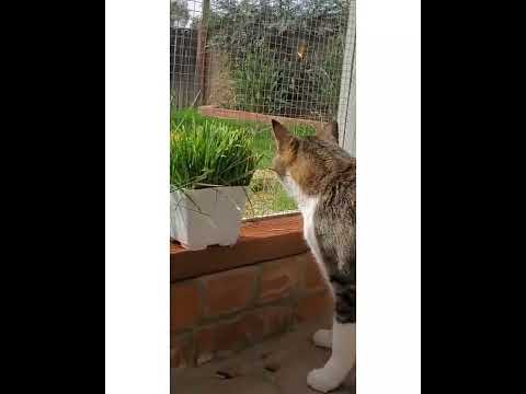 Crystal the Pet Nanny. LLC video.