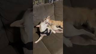 Video preview image #1 Mutt Puppy For Sale in Grafton, WI, USA