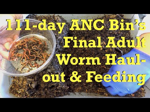 111-day ANC bin's 4th relocation of mature worms - vermicompost