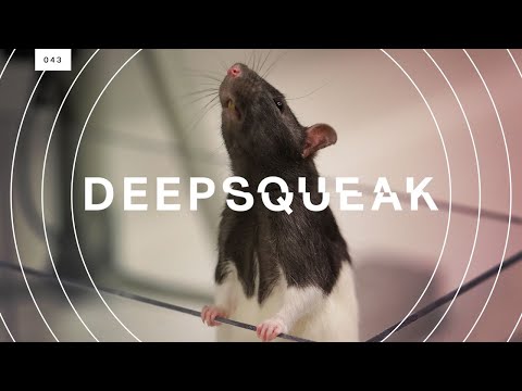 This algorithm decodes rat squeaks and could revolutionize animal research