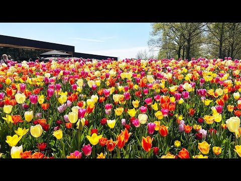 Tulip Festival Amsterdam 2022 | Tulips in Spring - Keukenhof, Netherlands | Tulip farming