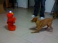Nully Vs Elmo