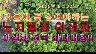 25년9.22) 가을에 노지에 꼭 심는 야생화