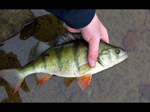 Pestrá Jesenná Prívlač | Multi-Species Autumn Lure Fishing