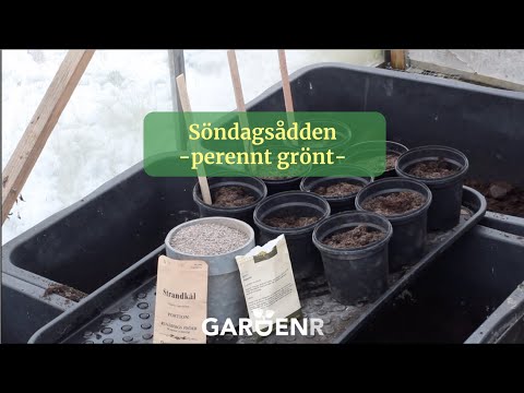 Söndagssådden - Perennt grönt - Trädgårdshacks med GardenR