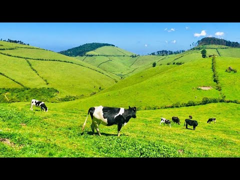 Ibere rya Bigogwe - The Ultimate Cow Experience in Rwanda