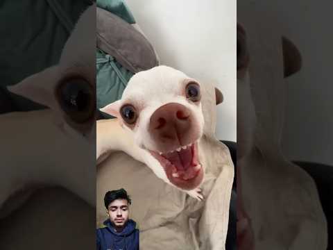 #chihuahua #puppy #funny #pets #beagle #confeitaria #chihuahuapuppy #dog #dogcake #dogbreeds