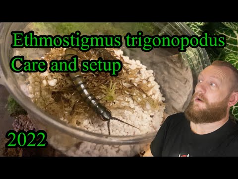 Stonožka modronohá (Ethmostigmus trigonopodus) — video o chove a starostlivosti