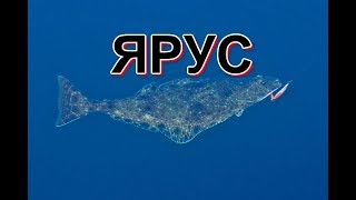 Морские рыболовные туры мурманск