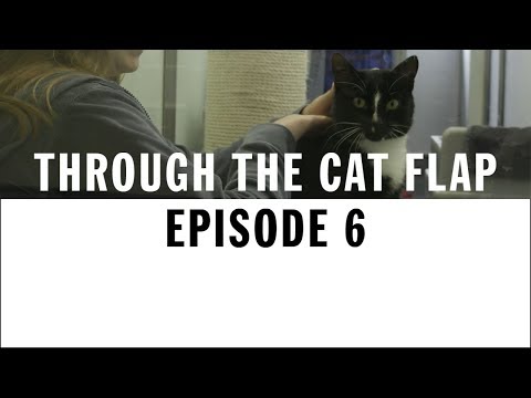 Rehoming A Battersea Cat | Through The Cat Flap | S1 | Episode 6
