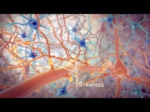 STEP and the synapse: memory formation