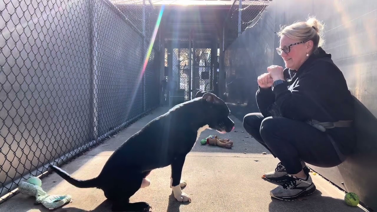 Zorro, a ADOPTABLE Pit Bull Terrier in Chicago, IL video 5/5