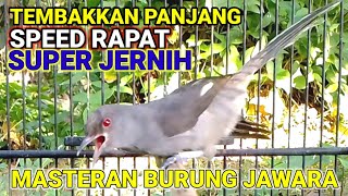 Download lagu Master Murai air mancur jernih tembakkan panjang panjang mp3
