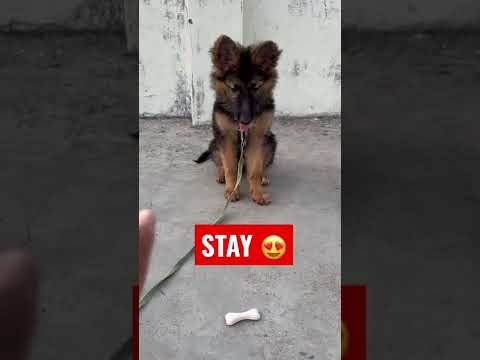 GERMAN SHEPHERD PUPPY DOG LEARN SIT AND STAY TRAINING  HOW TO TRAIN DOG #shorts #dog