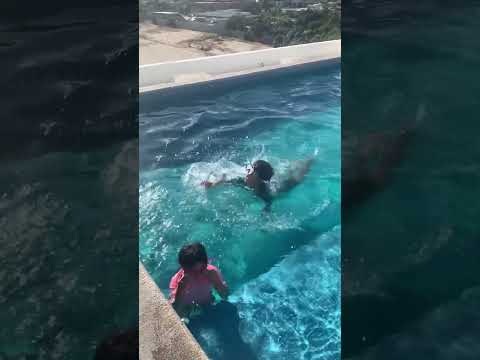 アリゾナ砂漠の真ん中にある建築家設計の家のプールテラスとエキゾチックな庭園  庭園