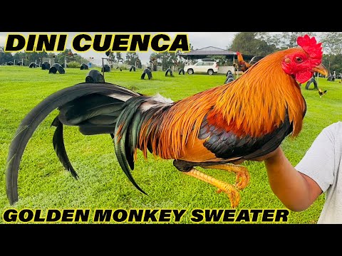 GOLDEN MONKEY SWEATER PUMPKIN HATCH DINI CUENCA