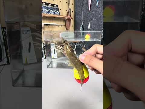 Kanama Luminous Shrimp Hooks - Rig it wrong, and the shrimp won’t swim.