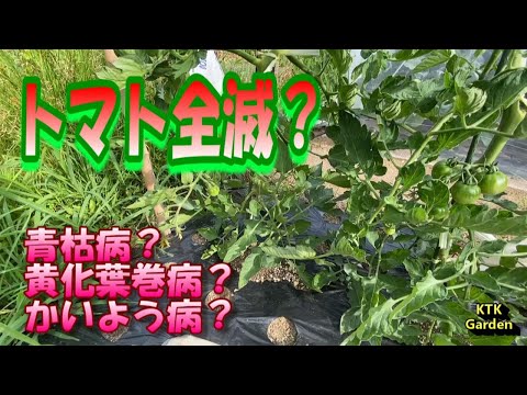 トマトの疫病の蔓延を阻止する奇跡のヒント!  庭園