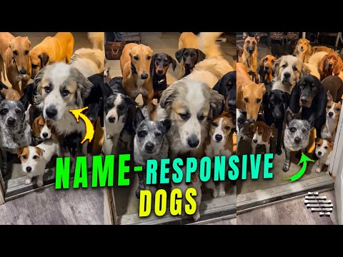 Dogs Go inside House One by Name When a Name Is Called