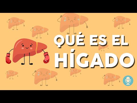 Higado 🚈 qué es y para qué sirve?