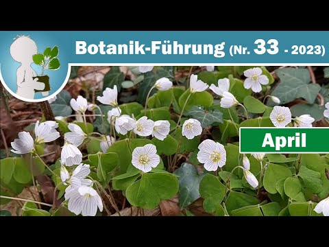 Wald-Sauerklee, Vogelkirsche & Buchtipps - Pflanzen/Bäume im April (Wildkräuter & Botanik-Wissen)