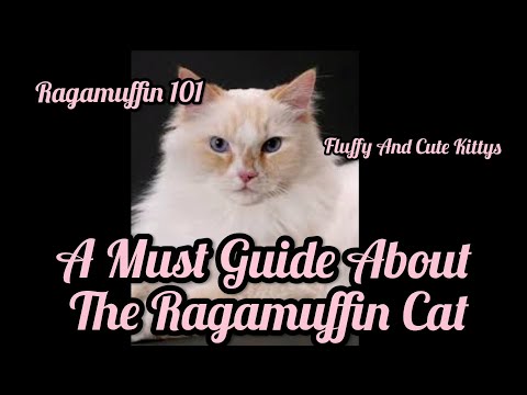 RAGAMUFFIN 101 | All About The Ragamuffin Cat | A Guide For You