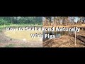 How to Seal a Pond Naturally With Pigs