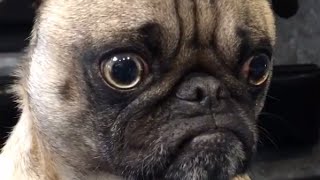Pug Compilation 10 - Funny Dogs but only Pugs Videos | instapugs