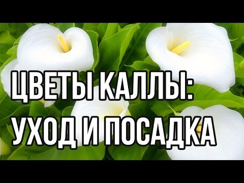 Цветы Каллы: посадка и уход