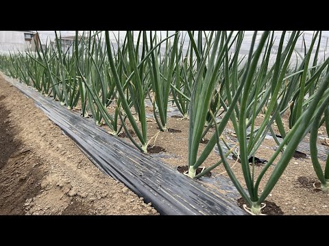 タマネギにエプソムソルトを施肥する理由とその方法?  庭園