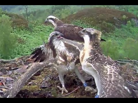 Loch Arkaig Ospreys sibling rivalry: Rannoch wants the fish but gets a beating instead 18 Jul 2019