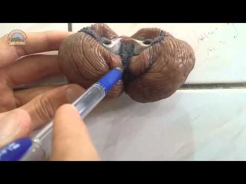 UoS - School of Medicine - Anatomy of Cerebellum