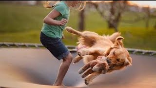 Funniest Dog And Animals Jumping on Trampoline Compilation 🤣😂