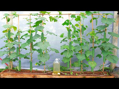 , title : 'Growing Cucumbers At Home From A Wooden Frame - Automatic Watering'