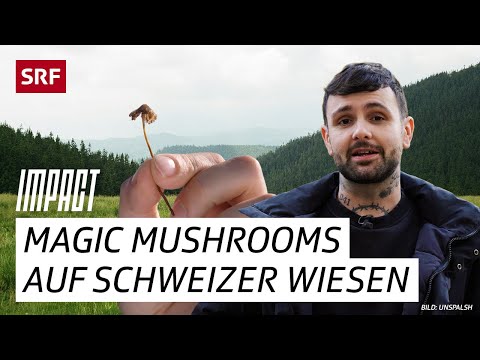 Magic Mushrooms – Between Intoxication, Healing and Crime | Impact | SRF