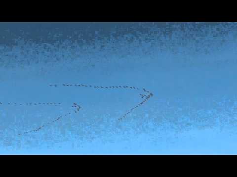 Zugvögel gen Osten am 31.12.13