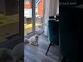 Donut Has A LOT To Say Today Scream Screamingcat Cat Kittycat Kittylove Deafcat