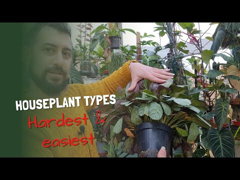 The True Easiest Houseplants | Forgiving Houseplants | Hardest Houseplants for Beginners